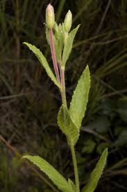 Attēlu rezultāti vaicājumam “Epilobium hirsutum leaf”