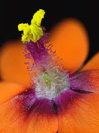 Attēlu rezultāti vaicājumam “Anagallis arvensis flower”