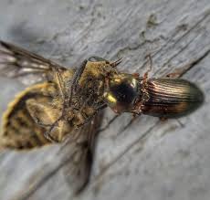 Attēlu rezultāti vaicājumam “Selatosomus aeneus”