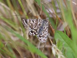 Attēlu rezultāti vaicājumam “Callistege mi”