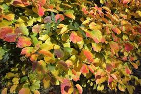 Attēlu rezultāti vaicājumam “Fothergilla major”