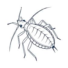 Attēlu rezultāti vaicājumam “Aphis fabae”