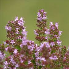Attēlu rezultāti vaicājumam “Thymus pulegioides fruit”