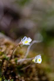 Attēlu rezultāti vaicājumam “Pinguicula alpina flower”