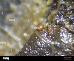 Attēlu rezultāti vaicājumam “Gulielmina vermicularis”