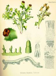 Attēlu rezultāti vaicājumam “Cetraria islandica”