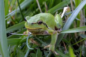 Attēlu rezultāti vaicājumam “Hyla arborea adult”