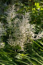 Image result for Aruncus dioicus