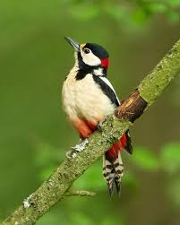 Attēlu rezultāti vaicājumam “Dendrocopos major”