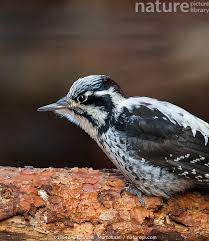 Attēlu rezultāti vaicājumam “Picoides tridactylus”