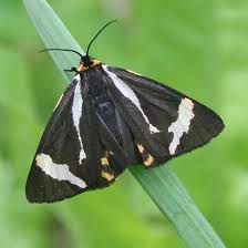 Attēlu rezultāti vaicājumam “Parasemia plantaginis”