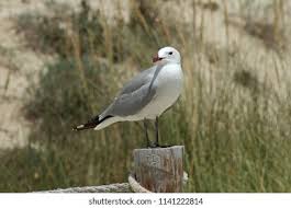 Image result for Larus audouinii