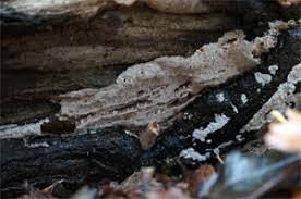 Attēlu rezultāti vaicājumam “Elmerina caryae”