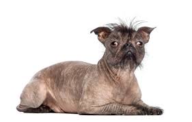 Image result for ugliest dog