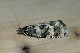 Attēlu rezultāti vaicājumam “Tortricidae”