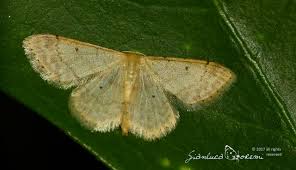 Attēlu rezultāti vaicājumam “Idaea biselata”