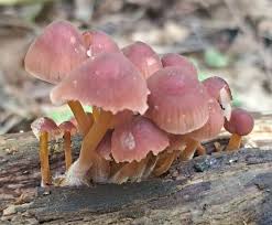 Attēlu rezultāti vaicājumam “Inonotus leporinus”