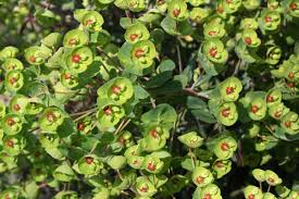 Attēlu rezultāti vaicājumam “Euphorbia palustris fruit”