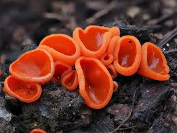 Attēlu rezultāti vaicājumam “Aleuria aurantia”