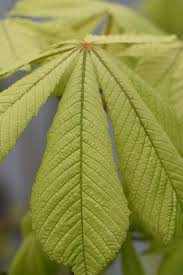 Attēlu rezultāti vaicājumam “Aesculus hippocastanum leaf”