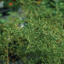 Image result for Artemisia annua