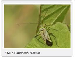 Attēlu rezultāti vaicājumam “Adelphocoris lineolatus imago”