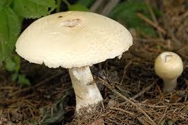 Image result for Agaricus excellens