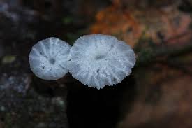 Attēlu rezultāti vaicājumam “Delicatula integrella”