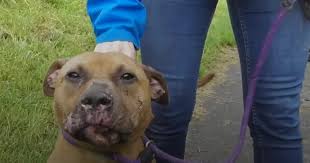 Image result for Leeds Mad Dogs