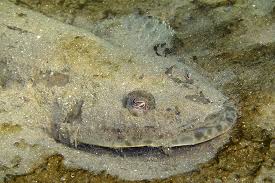 Image result for Platycephalus speculator