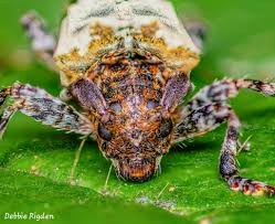 Attēlu rezultāti vaicājumam “Pogonocherus hispidulus”