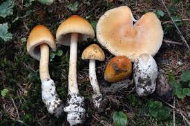 Attēlu rezultāti vaicājumam “Amanita crocea”