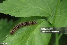 Attēlu rezultāti vaicājumam “Malacosoma neustria”