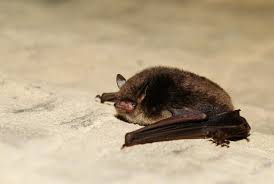 Attēlu rezultāti vaicājumam “Myotis daubentonii”