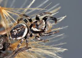 Attēlu rezultāti vaicājumam “Evarcha falcata male”