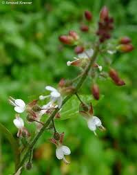 Attēlu rezultāti vaicājumam “Circaea lutetiana”