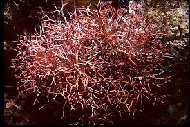 Attēlu rezultāti vaicājumam “Lycogala confusum macro”