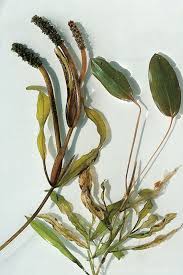 Attēlu rezultāti vaicājumam “Potamogeton gramineus”