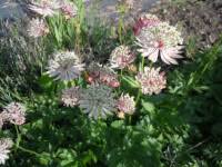 Attēlu rezultāti vaicājumam “Astrantia major fruit”