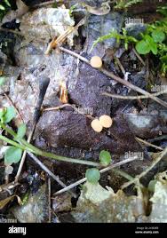 Attēlu rezultāti vaicājumam “Cudoniella clavus”