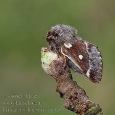 Attēlu rezultāti vaicājumam “Eriogaster lanestris”