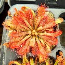 Image result for Drosera