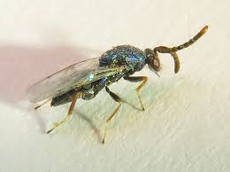 Attēlu rezultāti vaicājumam “Anostirus castaneus”