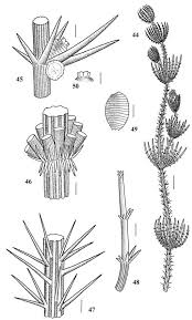 Attēlu rezultāti vaicājumam “Chara contraria”