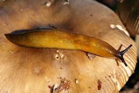 Attēlu rezultāti vaicājumam “Malacolimax tenellus”