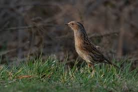 Attēlu rezultāti vaicājumam “Prunella modularis adult”