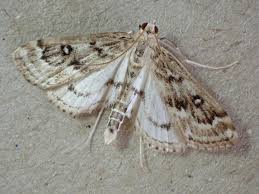 Attēlu rezultāti vaicājumam “Parapoynx stratiotata male”