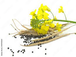 Attēlu rezultāti vaicājumam “Brassica napus”