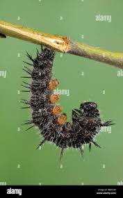 Attēlu rezultāti vaicājumam “Nymphalis pupa”