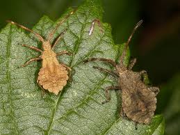 Attēlu rezultāti vaicājumam “Coreus marginatus imago”